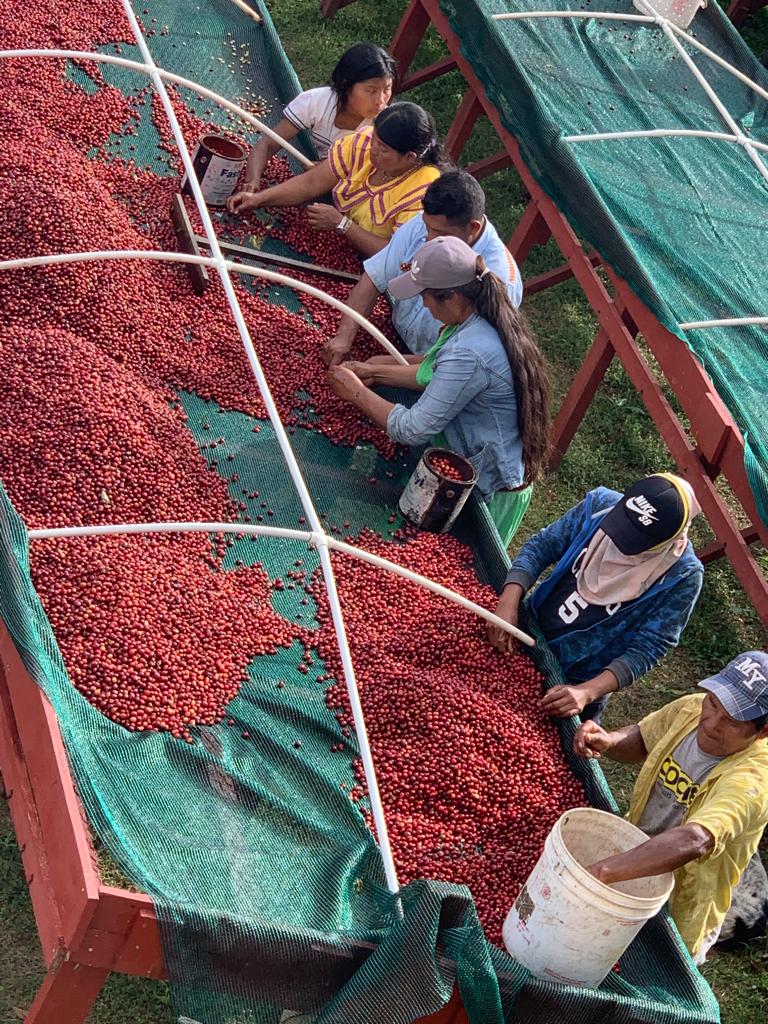 Pickers sorting ripe cherries on raised drying beds, seen from above