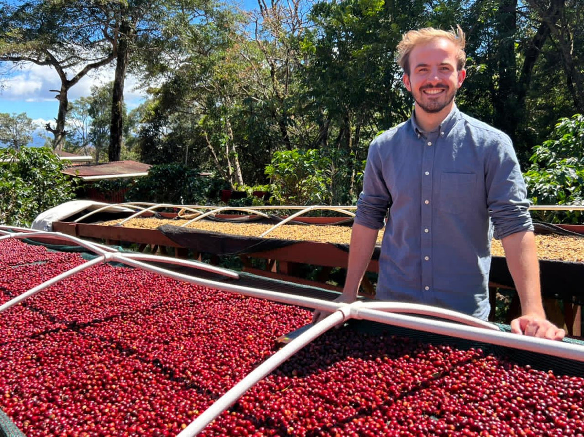 Bastian Harth beside raised beds of ripe coffee cherries in Panama
