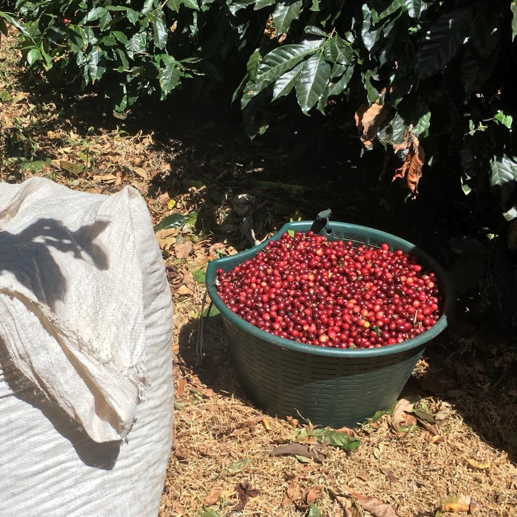 A basket of freshly picked ripe coffee cherries under the trees