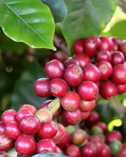 Ripe Yellow Catucai cherries on the branch at Fazenda Mumbuca